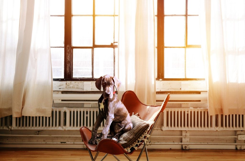 dog, chair, boss-2871914.jpg